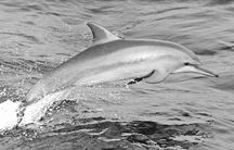 চিত্র:Dolphin1.jpg