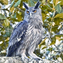 চিত্র:OwlDuskyEagle.jpg