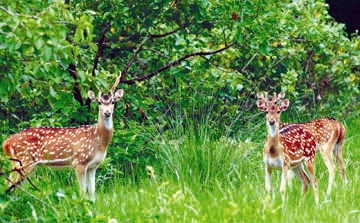 চিত্র:DearSpotted.jpg
