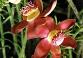 চিত্র:GardenFlowerCannonBall.jpg