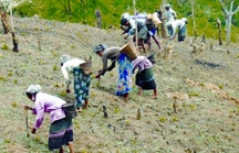 চিত্র:JhumCultivation.jpg