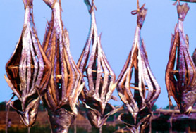 চিত্র:DriedFish.jpg