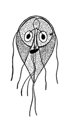 চিত্র:ProtozoaB.jpg