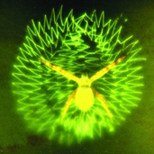 চিত্র:Spiderwithnet04.jpg