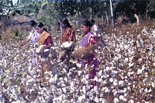 চিত্র:Cotton.jpg