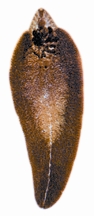 চিত্র:FaunaLiverFluke.jpg
