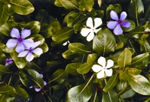 চিত্র:FloraVincarosea.jpg