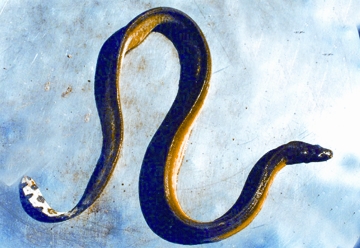 চিত্র:SeaSnakeKaloHaludSamudrik.jpg