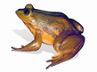 চিত্র:BiodiversityAmphibian.jpg