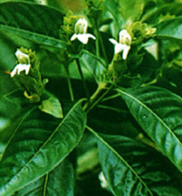 চিত্র:MedicinalHerbBasak.jpg