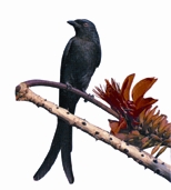 চিত্র:Drongo.jpg