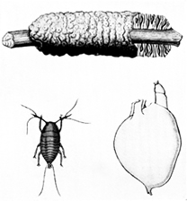 চিত্র:LacInsect.jpg