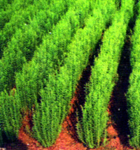চিত্র:Flax.jpg