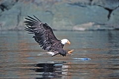 চিত্র:EgalePrey.jpg