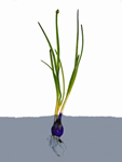 চিত্র:OnionPlant.jpg