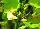 চিত্র:WildFlower11Hargoza.jpg