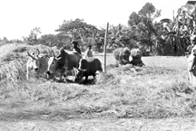 চিত্র:AgricultureThreshing4.jpg