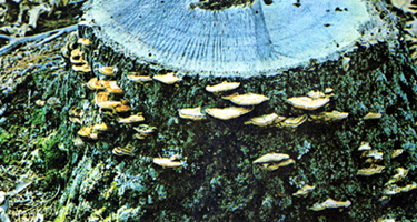 চিত্র:Bracketfungus.jpg