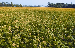 চিত্র:MustardCrop.jpg