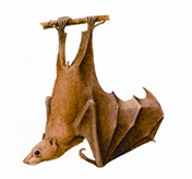 চিত্র:BatLalcheyKolabadud.jpg