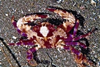 চিত্র:Crab3.jpg