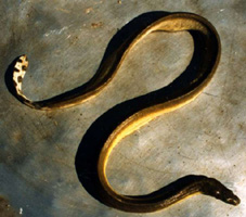 চিত্র:SeaSnake1.jpg
