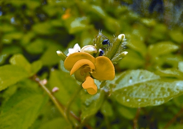 চিত্র:VignaRadiata01.jpg