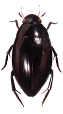 চিত্র:Beetle4Dytiscid.jpg