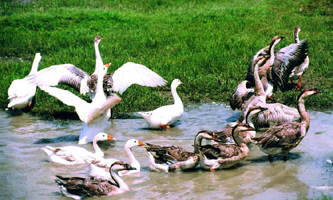 চিত্র:Ducks1.jpg