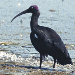 চিত্র:IbisRednaped Ibis.jpg