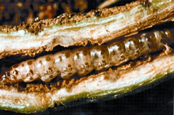 চিত্র:StemBorer.jpg