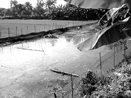 চিত্র:FisheriesPenCulture.jpg