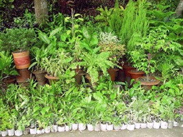 চিত্র:Nursery.jpg