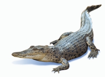 চিত্র:BiodiversityCrocodile.jpg