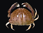 Crab4.jpg