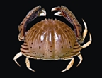 চিত্র:Crab4.jpg
