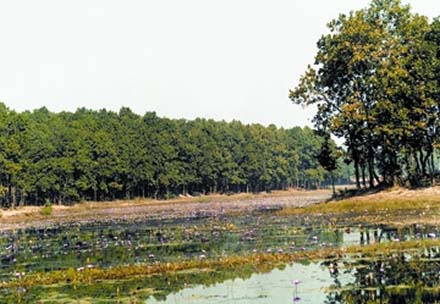 চিত্র:ForestSalban.jpg