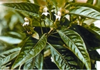 চিত্র:MedicinalHerb(Basak).jpg