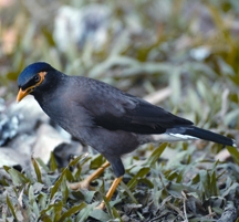 চিত্র:MynaCommon.jpg