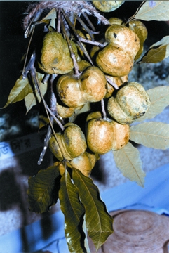চিত্র:RubbarFruit.jpg