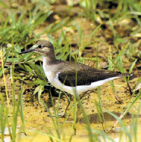 চিত্র:Sandpiper.jpg