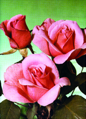 চিত্র:Rose 05.jpg
