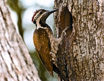 চিত্র:WoodpackerGolden-Backed.jpg