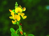 চিত্র:WildFlower13Ban-san.jpg