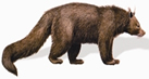 চিত্র:BearBinturong.jpg