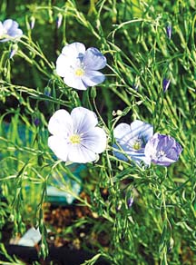 চিত্র:Flax01.jpg