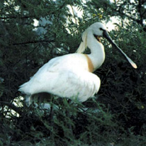 চিত্র:Spoonbill.jpg