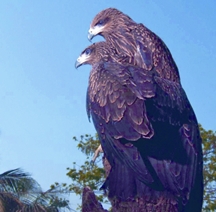 চিত্র:KiteBlack.jpg