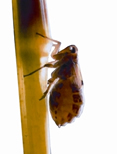 চিত্র:BrownPlanthopper.jpg