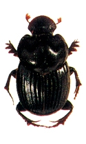 চিত্র:Beetle5Scarabaeid.jpg